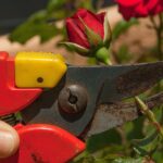 Rosa in fiore con attrezzi da giardinaggio, simbolo della potatura per una fioritura rigogliosa.