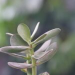 Albero di Giada in casa con cura, evidenziando le sue foglie verdi e lucide.